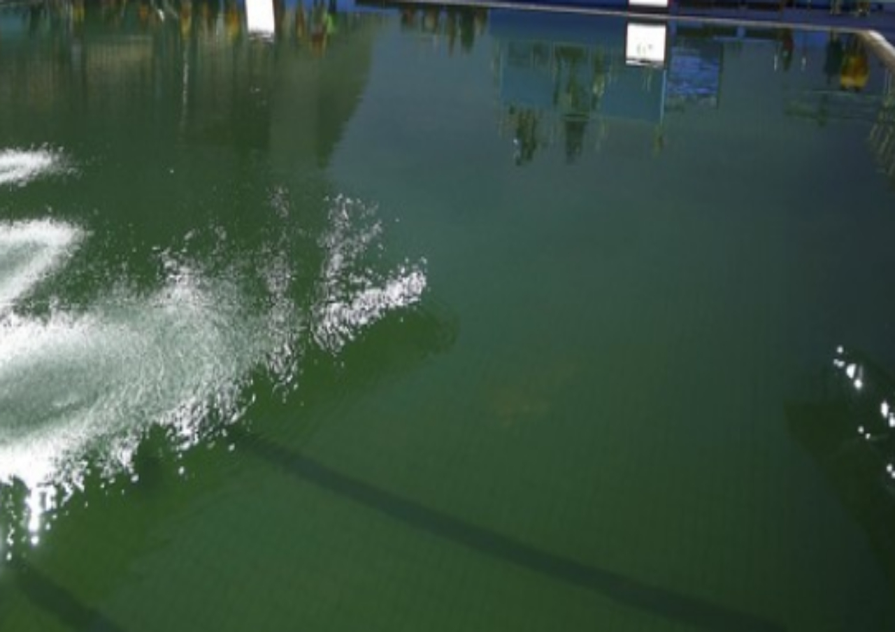 ¿Cómo Solucionar Problemas Comunes en el Agua de las Piscinas?