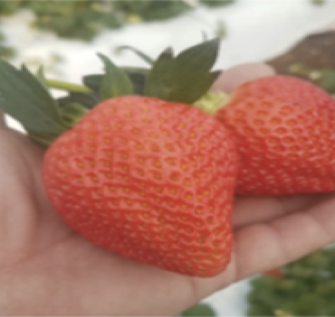 Determinación rápida del contenido de nutrientes en el cultivo de frutilla